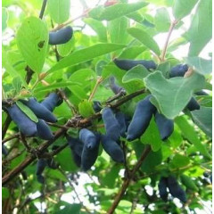 Жимолость сорт Бакчарская Ювілейна, 1 річна, напівупакована