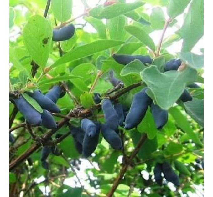 Жимолость сорт Бакчарская Ювілейна, 1 річна, напівупакована