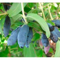 Жимолость сорт Индиго Джем, 1 летняя полуупакованная