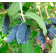Жимолость сорт Индиго Джем, 1 летняя полуупакованная