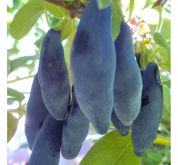 Саженцы жимолости сорт Уссульга 1 летние, конт. P9