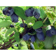 Жимолость сорт Индиго Джем, 1 летняя полуупакованная