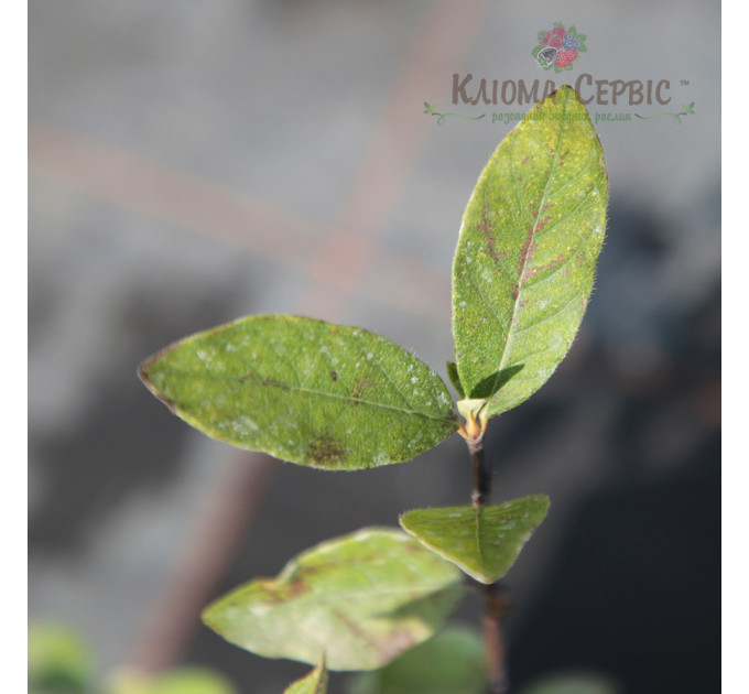 Саженцы жимолости Восторг, 3 года 7.5 л