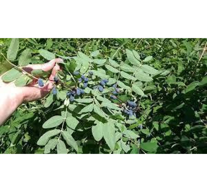 Саженцы жимолости сорт Уссульга 1 летние, конт. P9