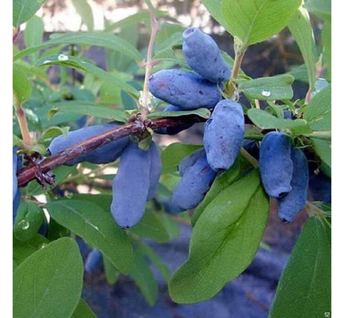 Саженцы жимолости сорт Уссульга 1 летние, конт. P9