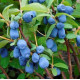 Жимолость сорт Індиго Джем, 2 роки 2 л