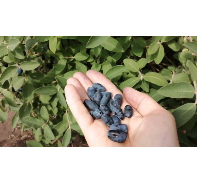 Жимолость сорт Індиго Джем, 2 роки 2 л