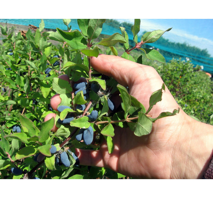 Жимолость сорт Індиго Джем, 2 роки 2 л