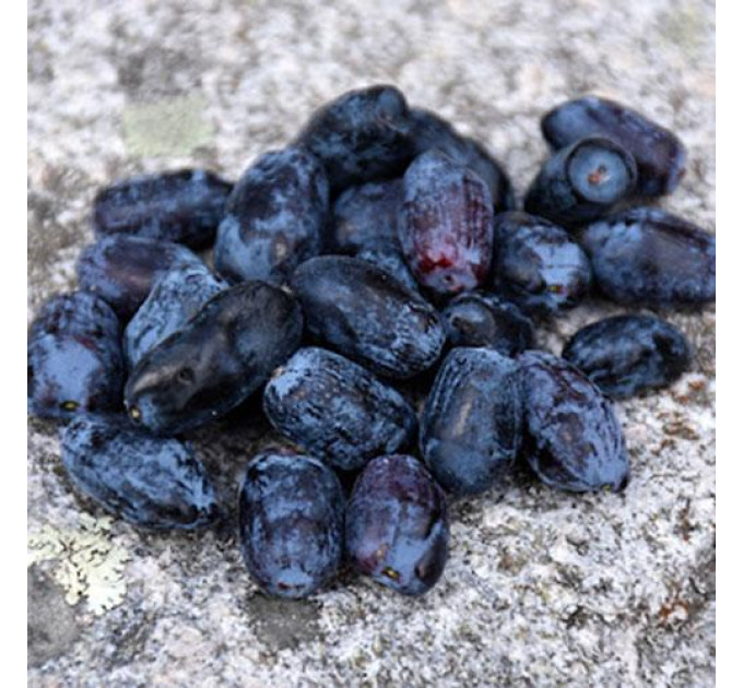 Жимолость сорт Індиго Джем, 2 роки 2 л