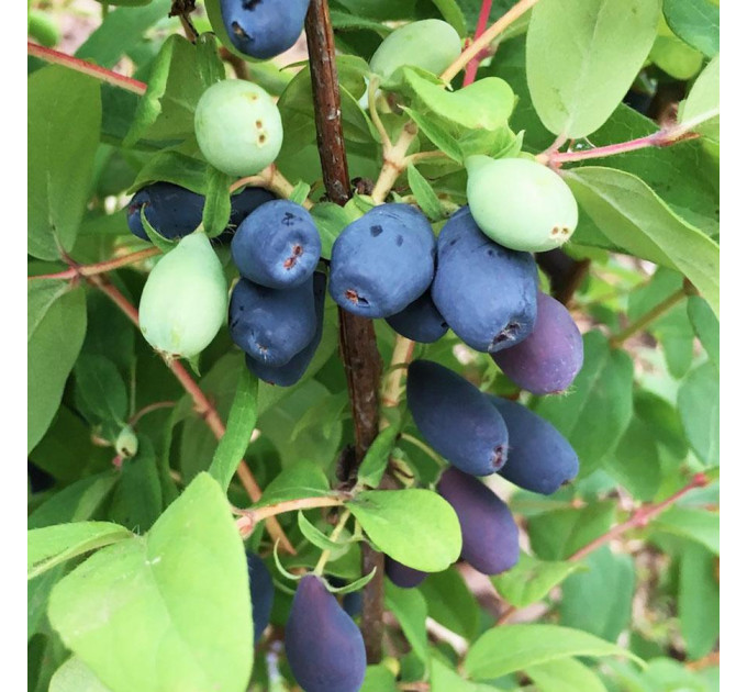 Жимолость сорт Індиго Джем, 2 роки 2 л