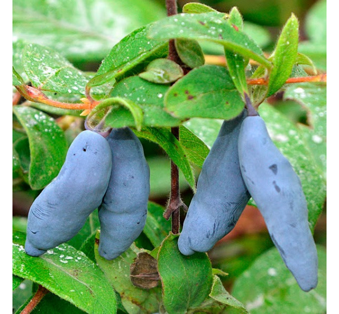 Саженцы жимолости Восторг, 3 года 7.5 л