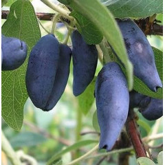 Жимолость сорт Голубое Веретено, 2 лет. пакет 5 л