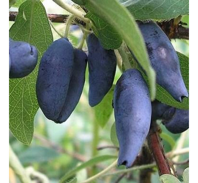 Жимолость сорт Голубое Веретено, 1 лет контейнер 1 л