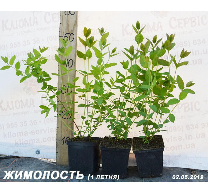 Саджанці жимолості Атут, 1-річні P9