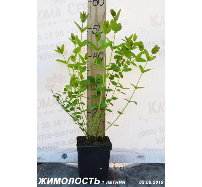 Саджанці жимолості Атут, 1-річні P9