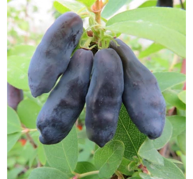 Жимолость сорт Blue Banana, in vitro (напівупакована)