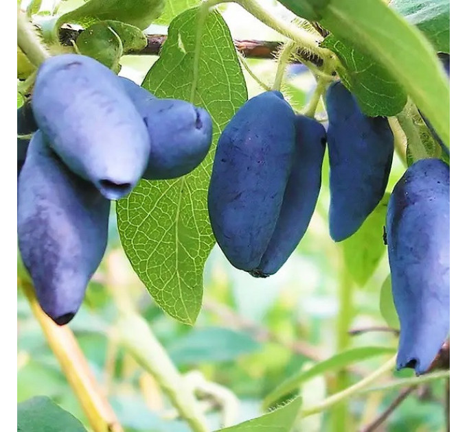 Жимолость сорт Блакитний скарб (Blue Treasure) 1 річна, конт. P9