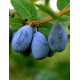 Жимолость сорт Блакитний скарб (Blue Treasure) 1 річна, конт. P9