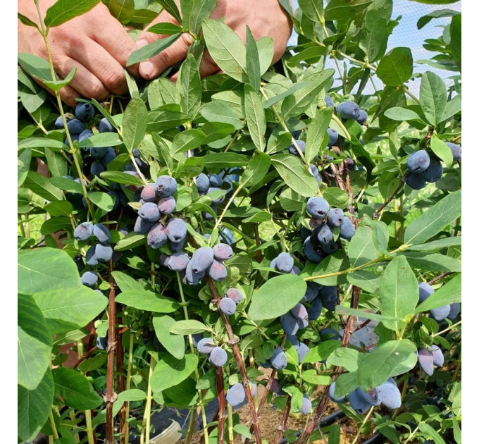Жимолость сорт Блакитний скарб (Blue Treasure) 1 річна, конт. P9