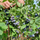 Жимолость сорт Блакитний скарб (Blue Treasure) 1 річна, конт. P9