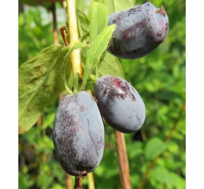 Жимолость съедобная Strawberry Sensation, конт. P9