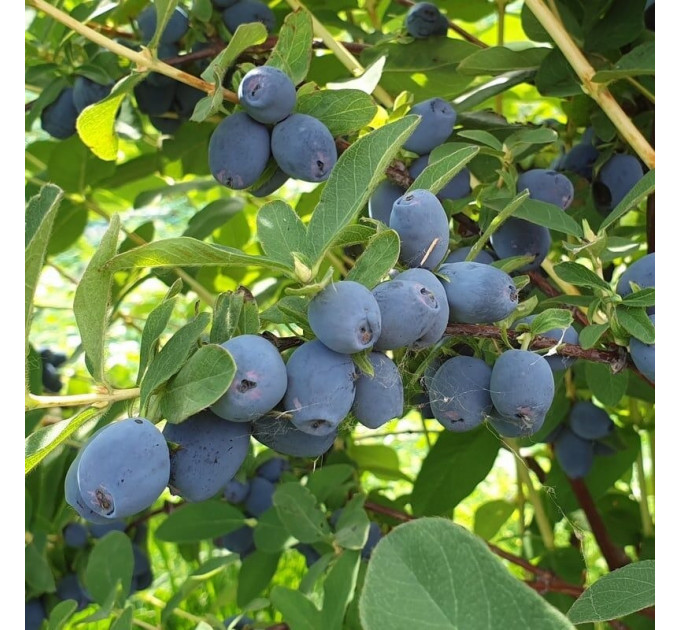 Жимолость съедобная Strawberry Sensation, конт. P9