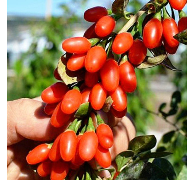 Саджанці годжі сорт "Корнан Біг" 1 річні, конт. Р9