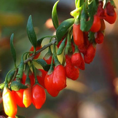 Саженцы годжи сорт "Тибетский" 2 летние, конт. 7.5 л