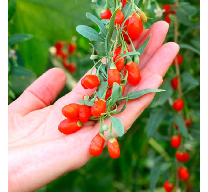 Саджанці годжі сорт "Корнан Біг" 1 річні, конт. Р9