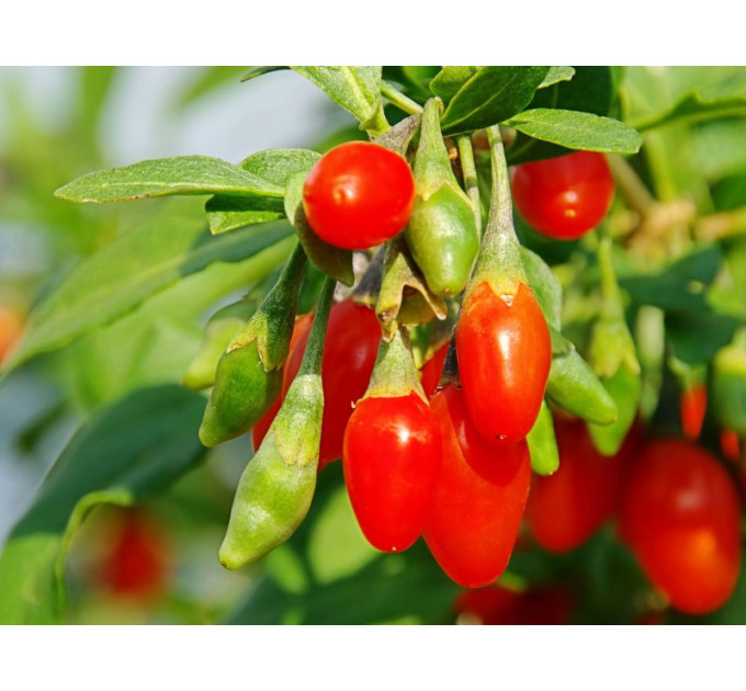 Саджанці годжі сорт "Корнан Біг" 1 річні, конт. Р9