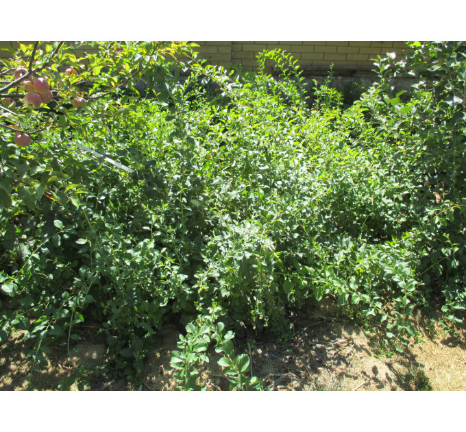 Саженцы годжи сорт Деликат (Delikate) 3-летние, пакет 5 л.