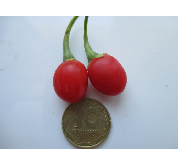 Саженцы годжи сорт Деликат (Delikate) 3-летние, пакет 5 л.