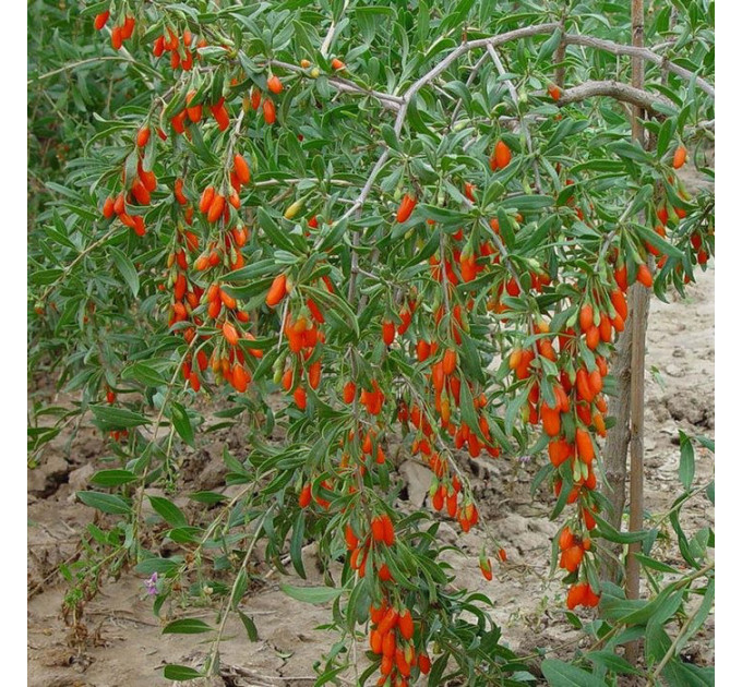 Саженцы годжи сорт "Свит Лайфберри" 1 летние, конт. P9