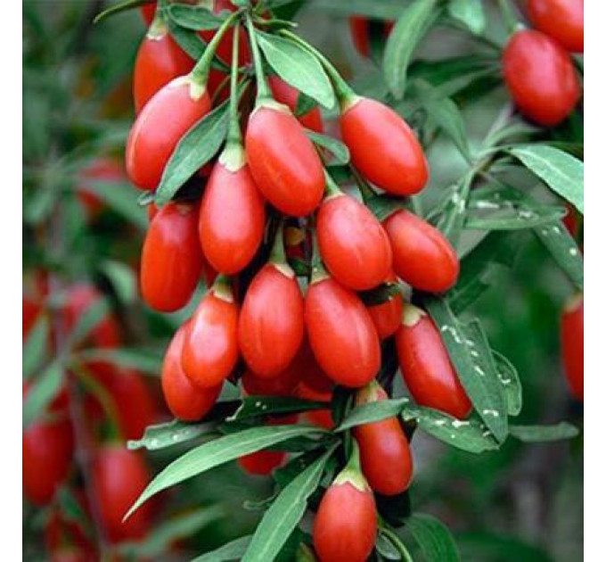 Саженцы годжи сорт "Свит Лайфберри" 1 летние, конт. P9