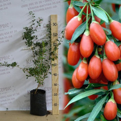 Саженцы годжи сорт Деликат (Delikate) 3-летние, пакет 5 л.