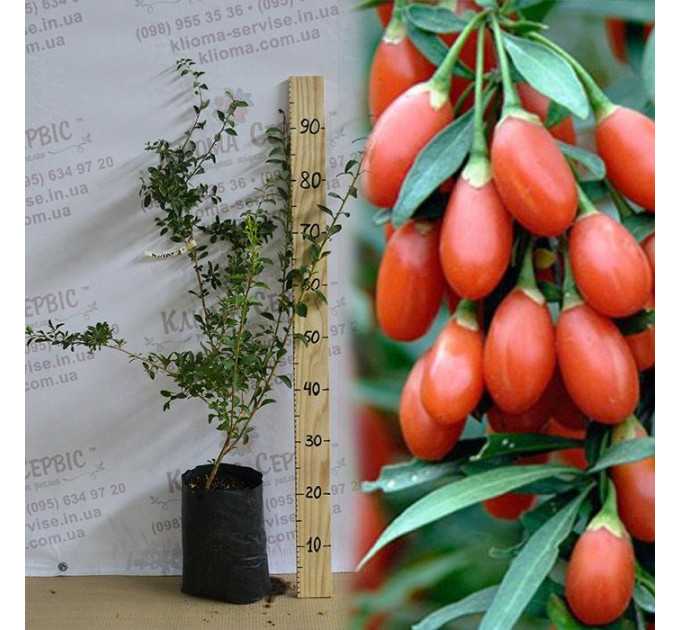 Саженцы годжи сорт Деликат (Delikate) 3-летние, пакет 5 л.