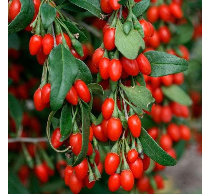 Саженцы годжи сорт "Суперфрут" 1 летние, конт. P9