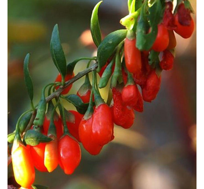 Саженцы годжи сорт "Тибетский", 1р. Р9