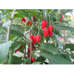 Cаженцы годжи сорт Свит, 2 летние полуупакованные