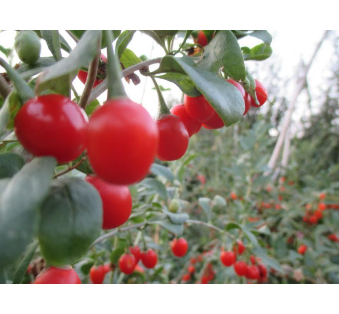 Саженцы годжи сорт Деликат Best 3-лет, пакет 5 л.