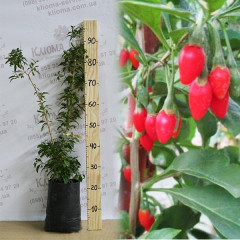 Cаженцы годжи сорт Свит, 3 лет. пакет 5 л