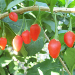 Саженцы годжи сорт Jardin Q1 (быстро плодный), пакет 3.5 л