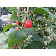 Саженцы годжи сорт Деликат (Delikate) 1-летние, пакет 3.5 л