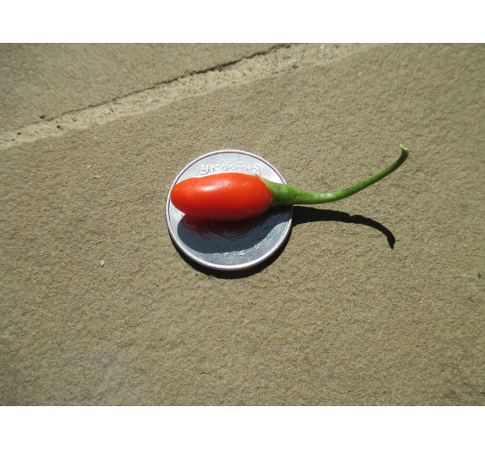 Саженцы годжи сорт New Big 2 летние, конт. 7.5 л