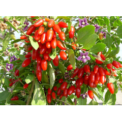 Саженцы годжи сорт "Сахарный Гигант", 1р. Р9