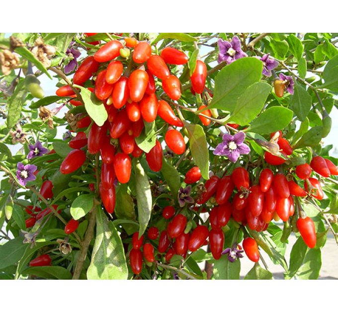 Саженцы годжи сорт "Сахарный Гигант", 1р. Р9