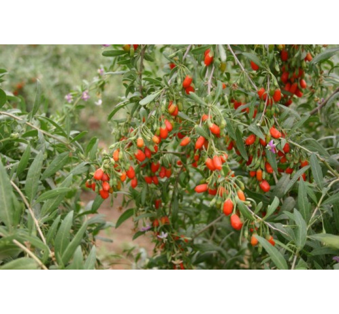 Саженцы годжи сорт Горный 2-лет, пакет 3.5 л