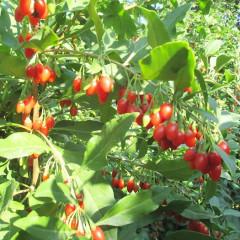 Саженцы годжи сорт Sweet Mini, 2 лет полуупакованные