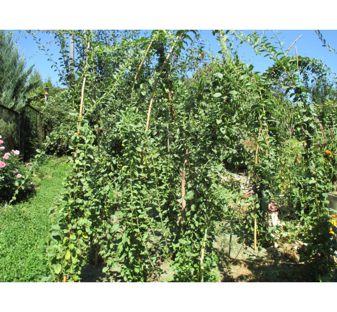 Саженцы годжи сорт New Big, 3 года 7.5 л