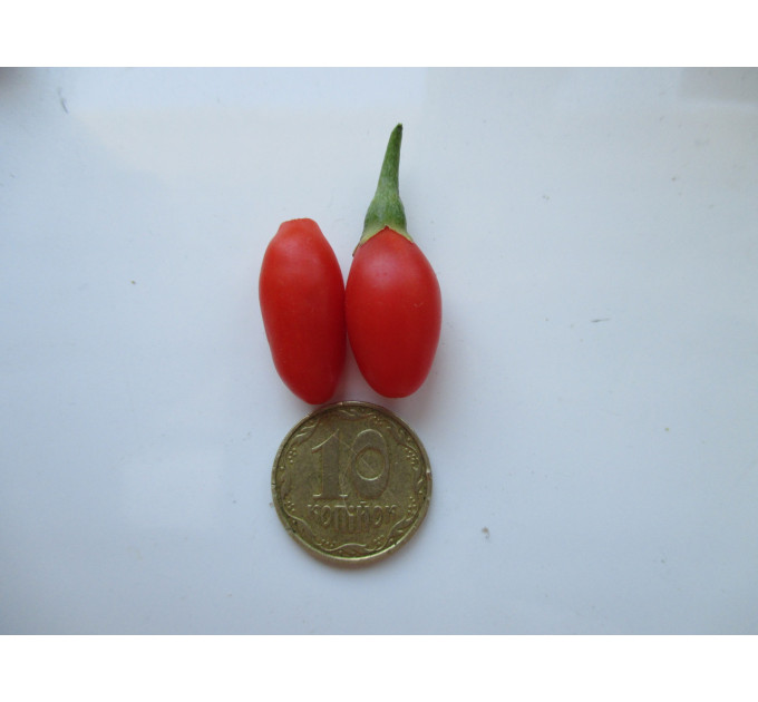 Саженцы годжи сорт New Big, 3 года 7.5 л